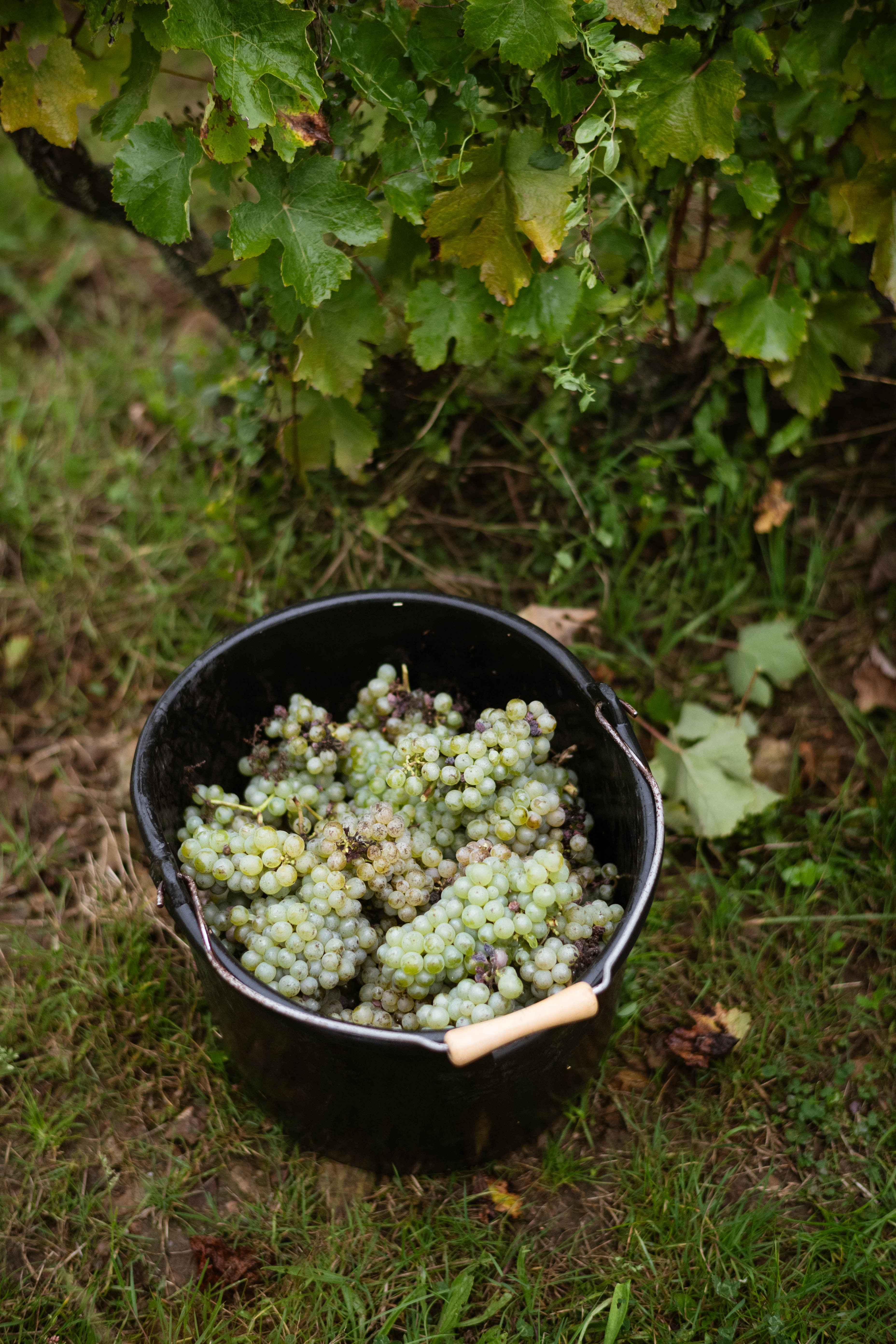 VENDANGES 2024 - VIGNEAU-CHEVREAU / CHANÇAY - INDRE ET LOIRE